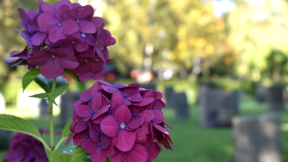 En lilafärgad hortensia som blommar bland gravstenarna på en begravningsplats.