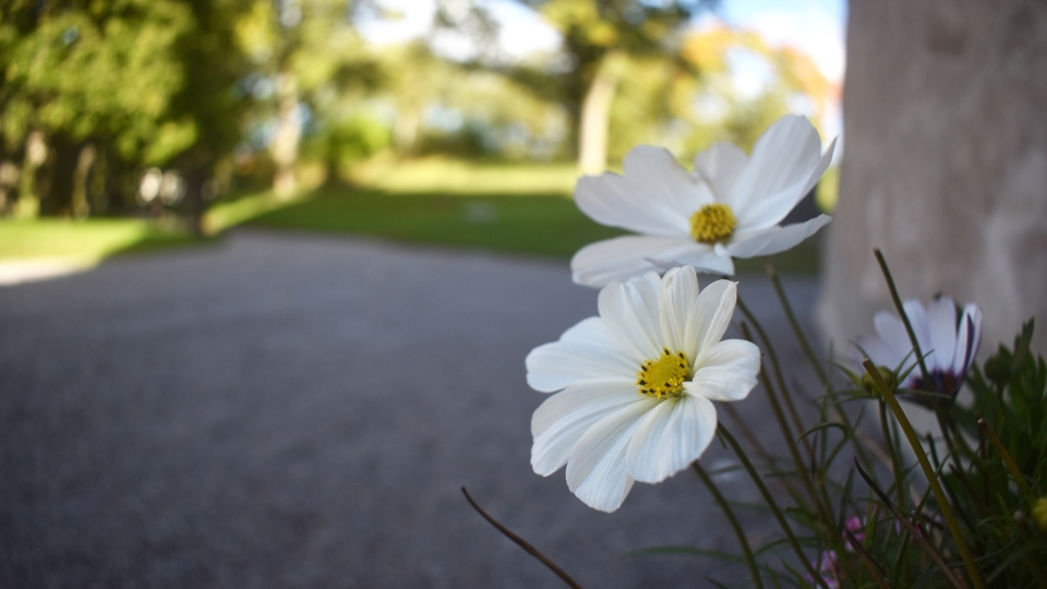 Vita blommor som växer vid en kyrkovägg.