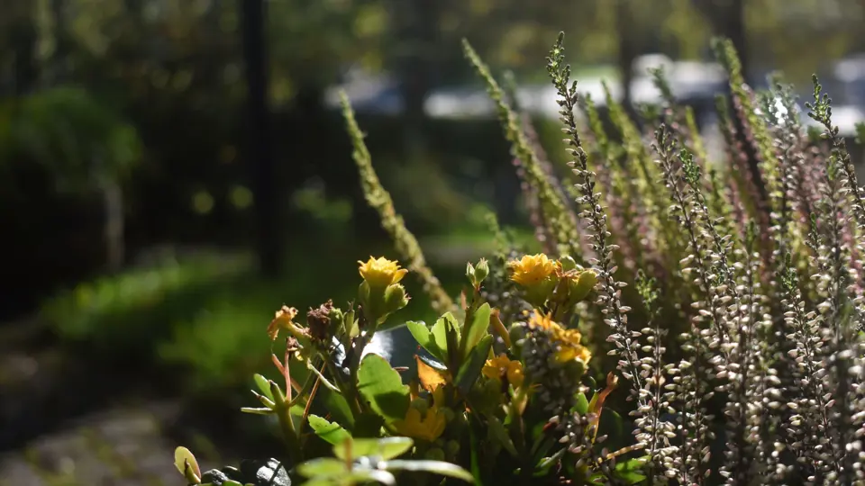 Blommor och ljung i en plantering.