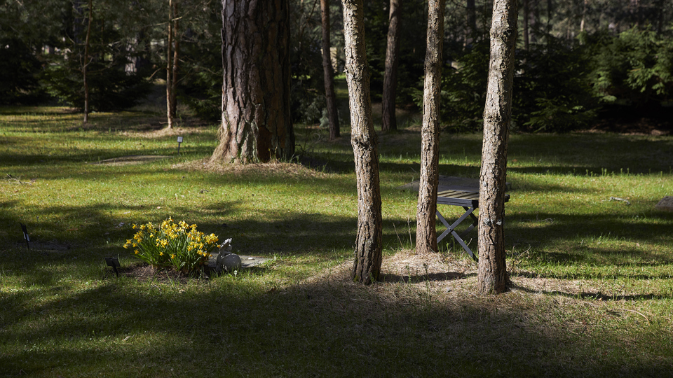 Solbelysta tallstammar intill plantering med påskliljor. Fridfull känsla.