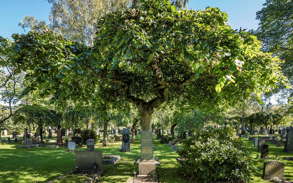 Ett stort grönskande almträd står vid gravarna på en kyrkogård.
