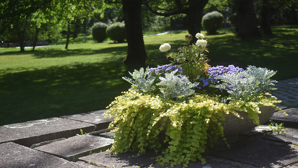 Blommor i en rabatt på en grönskande begravningsplats.