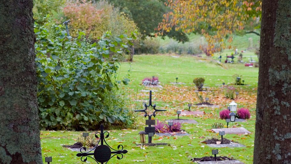 En begravningsplats på hösten där flera av gravarna är smyckade med rosa ljung.