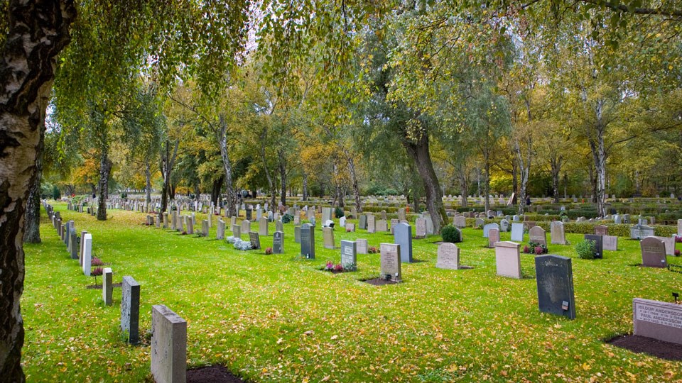 En kyrkogård med gravstenar i långa rader. Gräset är grönt och träden har gula löv.