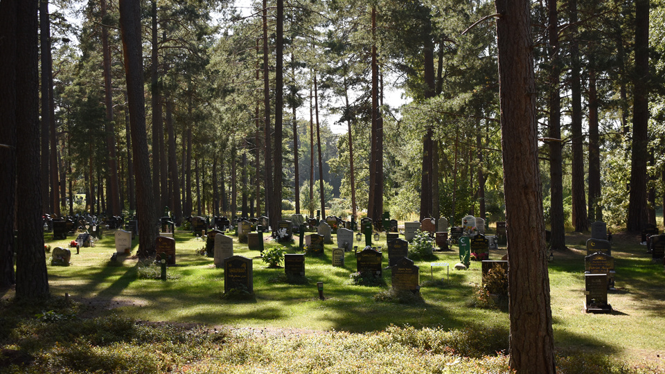 Gravar i en solig skog med höga tallar